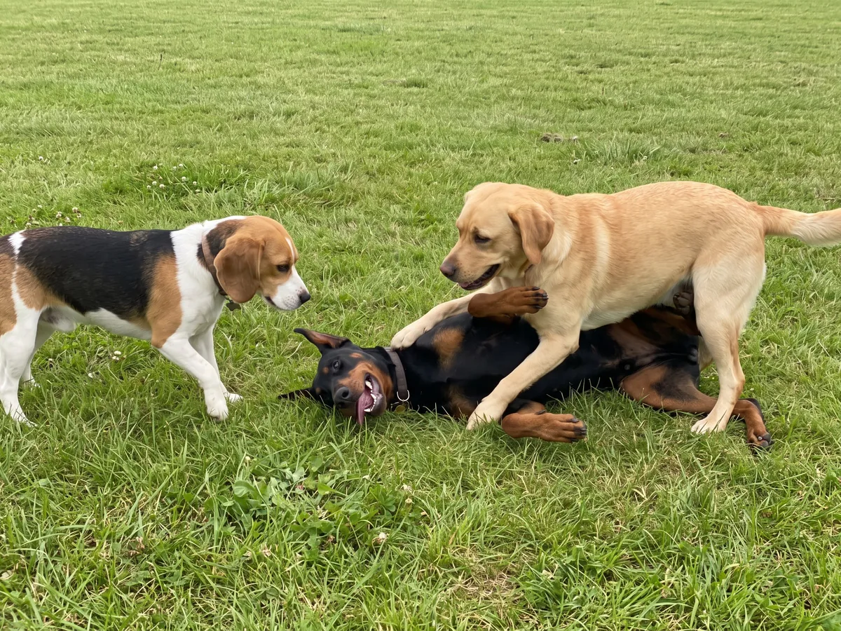 Dog Boarding
