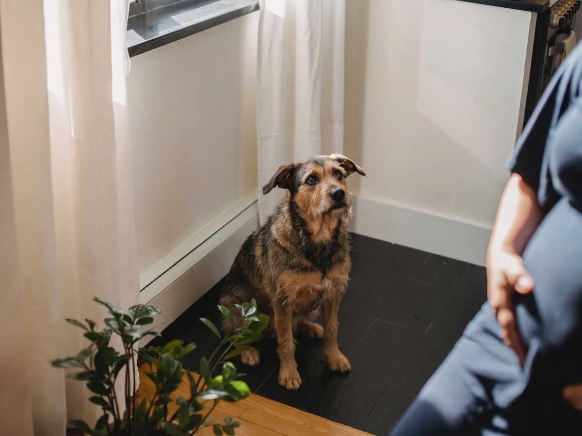 Dog Separation Anxiety Training
